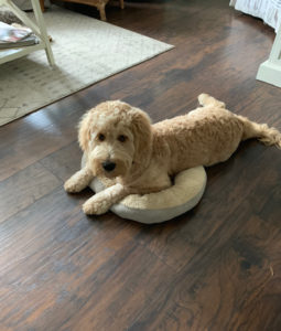 Dam- Lucy F1 Goldendoodle